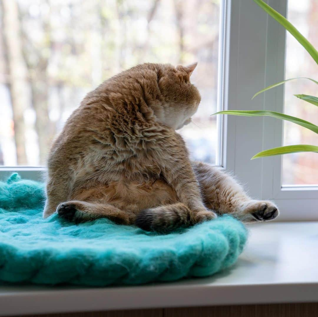 Hosicoさんのインスタグラム写真 - (HosicoInstagram)「Spring - cats yelling under the window 🐈 Look in my stories what I saw on the street.」5月8日 18時59分 - hosico_cat