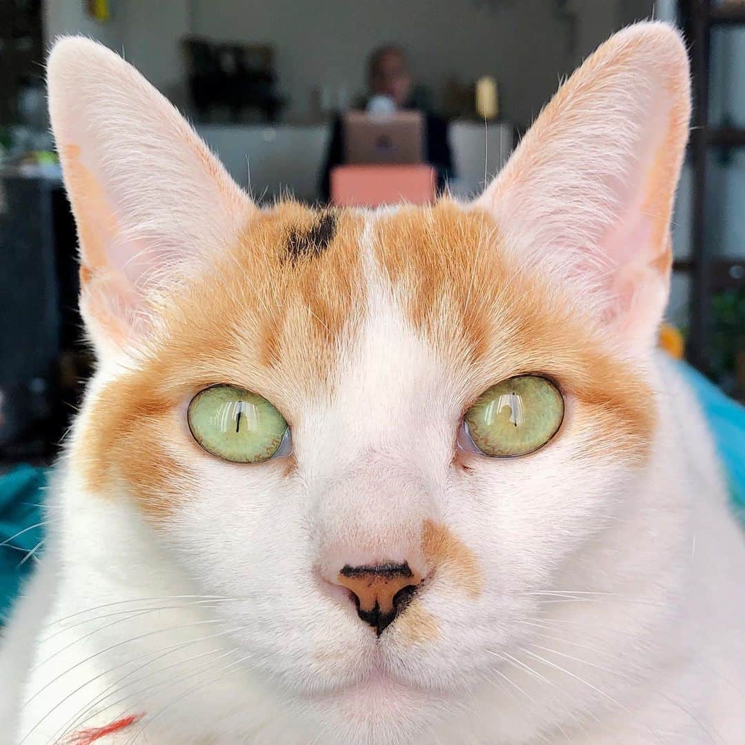 池田有希子のインスタグラム：「労働とは。  #catstagram #workingfromhome #whatiswork」