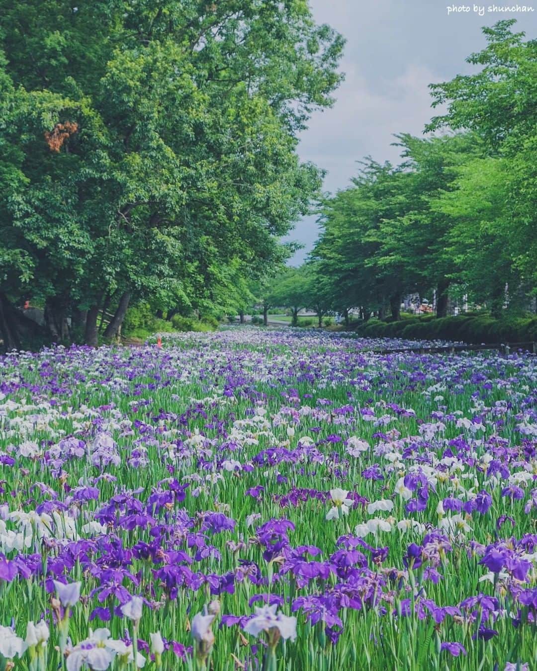 花の写真館のインスタグラム：「Photo by @shunchan_photolifegram.⠀ https://instagram.com/shunchan_photolifegram/⠀ .⠀ Original Post[投稿いただいたURL]⠀ https://www.instagram.com/p/Bymf_jWJeDo/⠀ .⠀ 本アカウントは、 #私の花の写真 をつけてInstagramに投稿された皆さまの花の写真や、「花の写真館」Facebookページで投稿された花の写真を紹介します。⠀ 「花の写真館」Facebookページは、「 @floral.photograph 」のプロフィールにあるURLからご覧ください。⠀ .⠀ ※日本政府により緊急事態宣言が発令されました。 皆様、政府、自治体など公的機関の指示に従った行動をお願いします。⠀ 東京カメラ部および分室では、写真を「見る楽しみ」を提供することを通して、微力ながら皆様にわずかな時間でも癒しをお届けしたいと思っております。⠀ ※本アカウントは東京カメラ部がFacebook、Instagramのサービスを利用して運営しているもので、Facebook社・Instagramとは一切関係ありません。⠀ .⠀ #花の写真館 #floralphotograph #floralphoto #flower #flowers⠀ Follow: @floral.photograph」