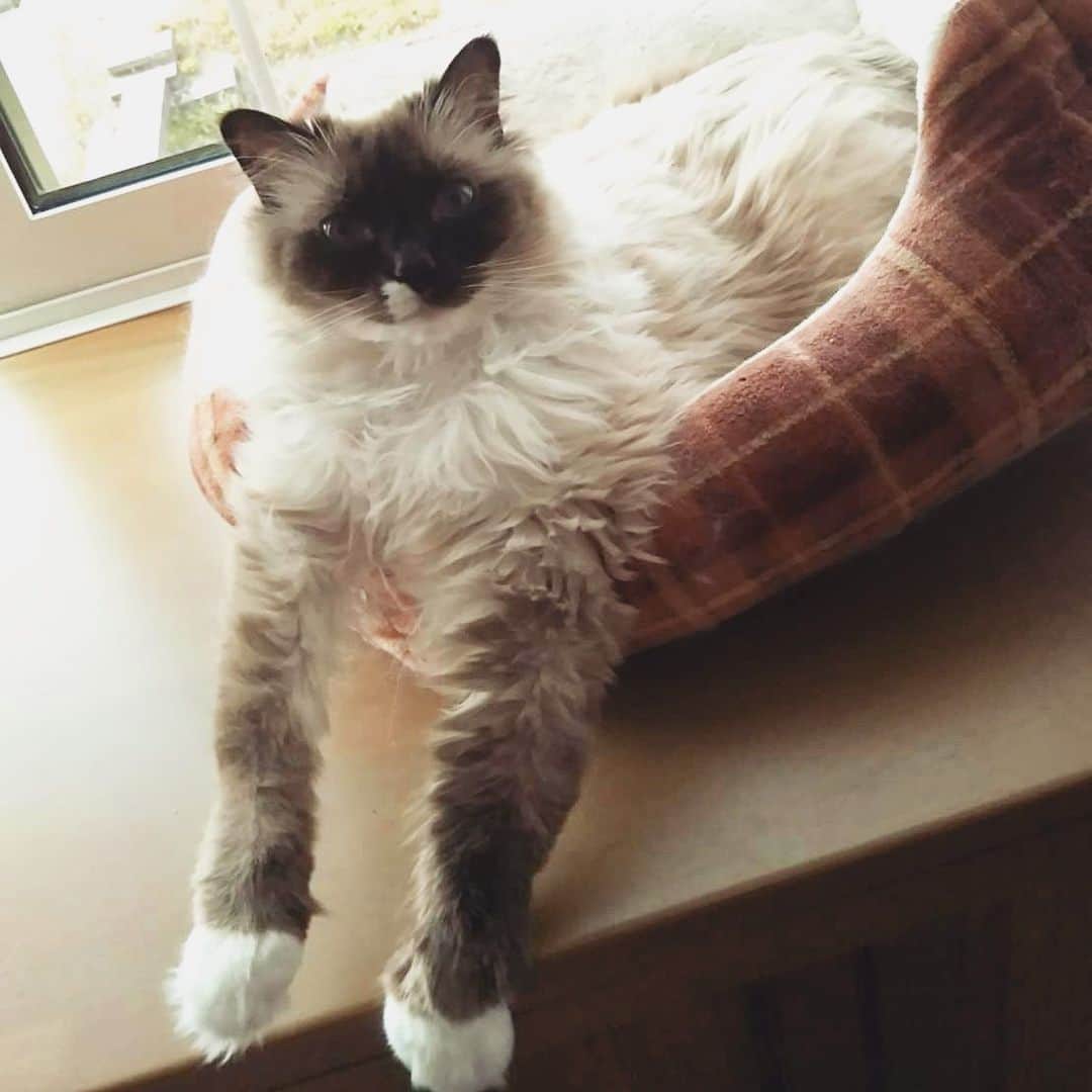 takegaeruのインスタグラム：「ジマンのおてて( ^ω^ ) #cat #猫 #ragdoll #ラグドール #ホワイトポッチーズ」