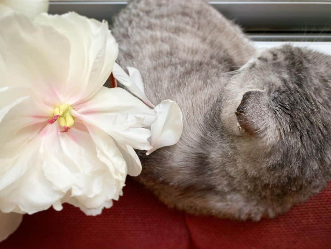 坂本美雨さんのインスタグラム写真 - (坂本美雨Instagram)「最後まできれいだね #cat #サバ美 #芍薬」5月8日 20時18分 - miu_sakamoto