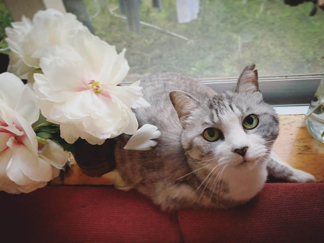 のインスタグラム：「最後まできれいだね #cat #サバ美 #芍薬」