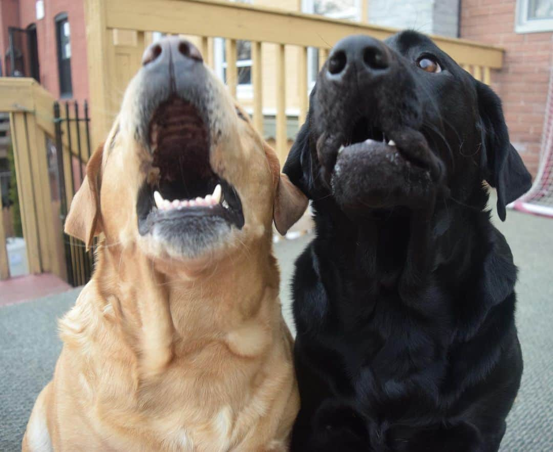 Jake And Gingerさんのインスタグラム写真 - (Jake And GingerInstagram)「Another hint for Ginger’s Mother’s Day gift- it will make her laugh 😆 #love #loveislove #labrador #laugh #labrador__retriever #labsofinstagram #dogsofinstagram #doglife #doglovers #mothersday #mothersdaygift #dailydog #talesofalab #tailsofalab #hint #dailyfluff #sillydog #marriedtomybestfriend #marriedlife💍」5月8日 20時39分 - jake_n_ginger