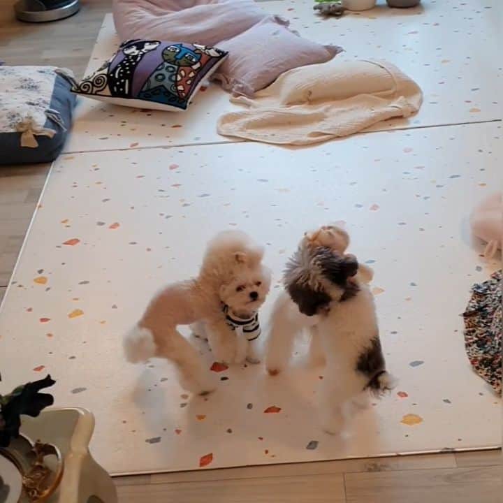 띠비비샤샤루루슈엘のインスタグラム：「. 800g짜리들의 도토리키재기🐶🐭 . . . #RU #YU  #Teddybear #poodle #toypoodle #푸들 #토이푸들」