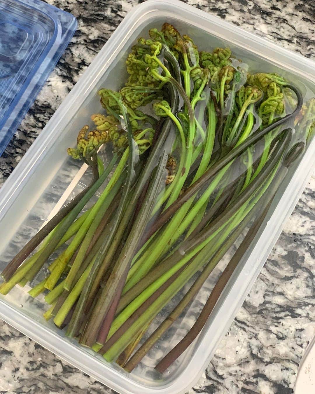 のインスタグラム：「・ ・ 京都から採れたてお野菜を送ってもらった中に わらびが入っていたので木灰で灰汁抜きしたら 鮮やかな新緑みたいな自然な美しいグラデーションに うっとりした🌳  灰汁抜きしたわらびをお出汁で油抜きしたお揚げと 炊いたよ ・ ・ 【材料】 わらび100gくらい お出汁150〜200cc 砂糖小さじ1 うすくち醤油大さじ1 醤油小さじ1 みりん大さじ3分の2 ・ ・ 【作り方】 お出汁とお砂糖を入れたお鍋にワラビを入れ煮立ったら 醤油、みりんを入れ汁が無くなる手前で火を止める  以上 素朴でほっこり美味しかった シンプルなこういうのいいね  ボナペティ ・ ・ #life #おうちごはん #わらびとお揚げの炊いたん #stayhomestaysafe」