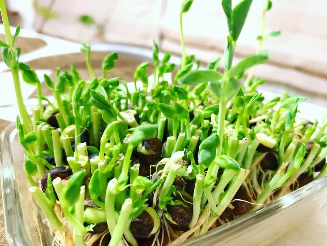鶴久政治のインスタグラム：「一度切って料理した豆苗が再度育って来ました。三日目」