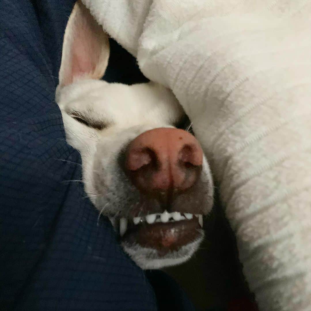 柴犬ハル&保護犬すずさんのインスタグラム写真 - (柴犬ハル&保護犬すずInstagram)「🍼 . これがこうなるシリーズ🍼 . #天使の赤ちゃん時代 #つぶらな瞳に小さなお口 #なんということでしょう #誰も同じ子だとは思わないでしょう . #柴犬#柴#kagoshima#dog#puppy#shibainu#shibastagram#いぬバカ部#family#鹿児島#赤柴#雑種#天文館#日本犬#保護犬を家族に#保護犬#元保護犬#姉妹#dogs#Kagoshima#動物#animal#どうぶつ#自粛#自粛生活#コロナ」5月8日 21時44分 - haruharu040777