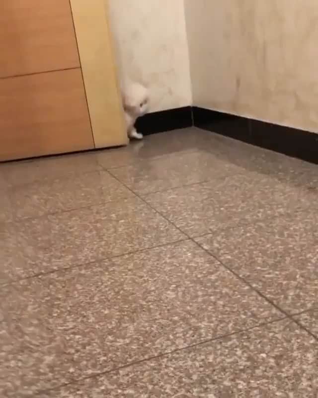 The Critter Havenのインスタグラム：「Stay safe everyone! Video by @hazelnut_dog  #TheCritterHaven」