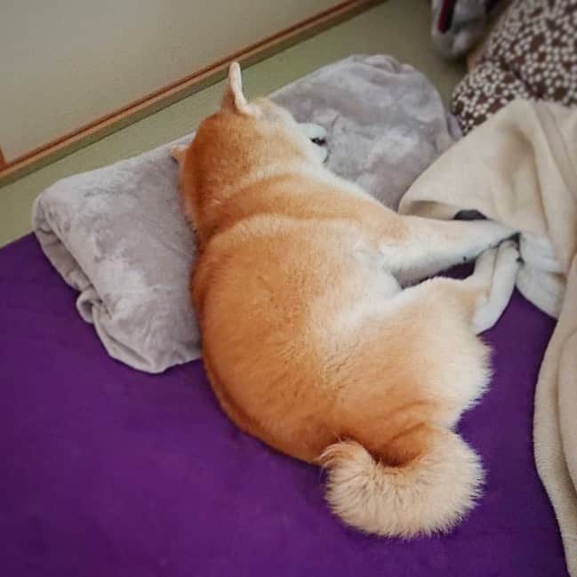 てんパパさんのインスタグラム写真 - (てんパパInstagram)「私の枕、ど真ん中でお休みになられてる柴犬さん。 #寝るてんこ　#枕温めておきました」5月8日 21時53分 - tenchan.shiba