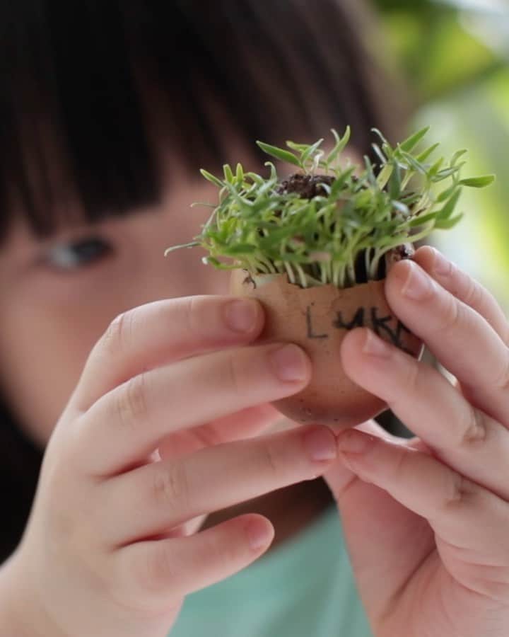 MOMOツインズのインスタグラム：「Because mommy wants a chilli plant at home! Reusing our breakfast eggshells as little planters.  3 of them have since sprouted 🌱🌱🌱 one more than the others!  Full video up on YouTube. Link in bio.  #stayhomekidsproject #littlegreenfingers」