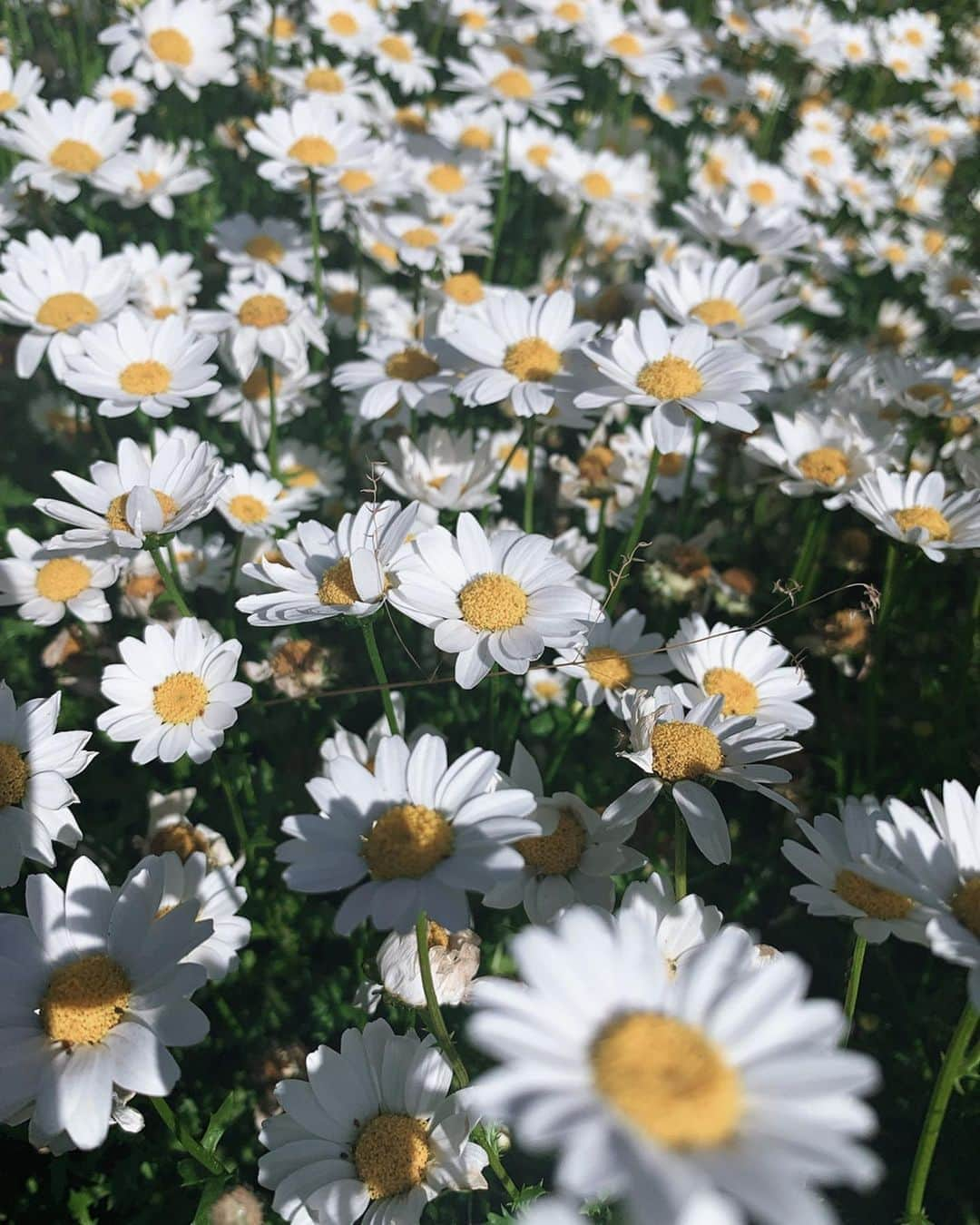 山岸逢花さんのインスタグラム写真 - (山岸逢花Instagram)「初夏味わえた🌿🍃 . . . #山岸逢花 #あいぱん #AV女優 #AV #私服 #あいぱんふく #coordinate #aikayamagishi」5月8日 22時51分 - ayakayamagishi_