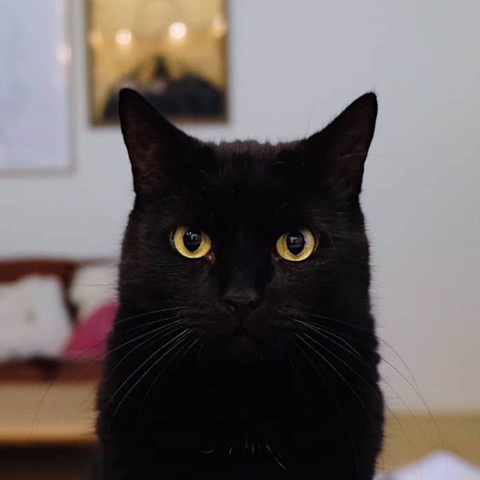 ギネス & ピムスさんのインスタグラム写真 - (ギネス & ピムスInstagram)「08/05/2020 Happy Friday! ・ Guinness peeking out from behind the counter while cooking is underway. Have a nice weekend everyone! #stayhome ・ ・ カウンターやテーブルの上から 視線を感じながらの晩ごはん準備😂 写真と動画は違う日ではあるものの、 大体こんな感じで 料理をしております。笑 ピム丸はちょこちょこキッチンにまで 入って来るけど 王子は動かず猫圧を送る派。笑 一方凪ねこは 大体その時間はEテレにお世話になっております🙏助かる！ それでは皆さま素敵な週末を♬ ・ ・ #ギネスくん #ギネピムと凪くん  #1yearold #1歳 #1歳5ヶ月  #babyboy #男の子ベビー #赤ちゃんのいる生活 #赤ちゃんのいる暮らし #赤ちゃんと猫 #猫と赤ちゃん#おうち時間」5月8日 23時18分 - rina_takei