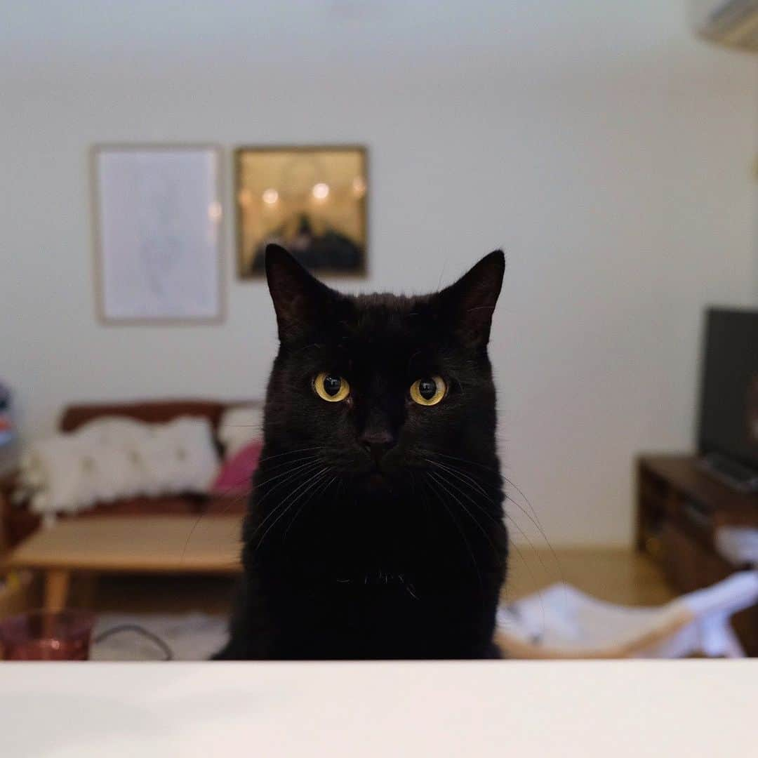 ギネス & ピムスさんのインスタグラム写真 - (ギネス & ピムスInstagram)「08/05/2020 Happy Friday! ・ Guinness peeking out from behind the counter while cooking is underway. Have a nice weekend everyone! #stayhome ・ ・ カウンターやテーブルの上から 視線を感じながらの晩ごはん準備😂 写真と動画は違う日ではあるものの、 大体こんな感じで 料理をしております。笑 ピム丸はちょこちょこキッチンにまで 入って来るけど 王子は動かず猫圧を送る派。笑 一方凪ねこは 大体その時間はEテレにお世話になっております🙏助かる！ それでは皆さま素敵な週末を♬ ・ ・ #ギネスくん #ギネピムと凪くん  #1yearold #1歳 #1歳5ヶ月  #babyboy #男の子ベビー #赤ちゃんのいる生活 #赤ちゃんのいる暮らし #赤ちゃんと猫 #猫と赤ちゃん#おうち時間」5月8日 23時18分 - rina_takei