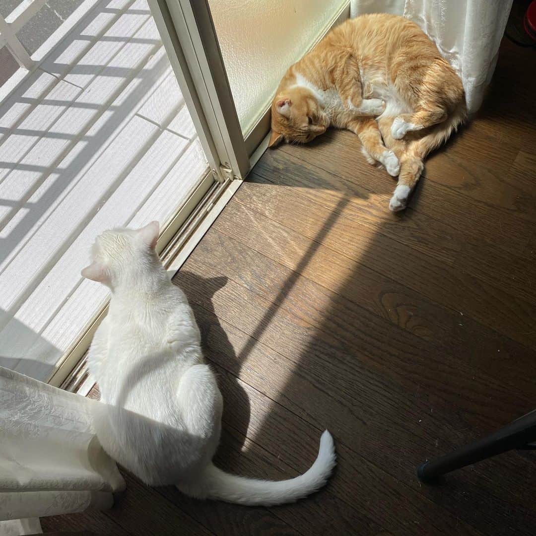 金巻ともこさんのインスタグラム写真 - (金巻ともこInstagram)「いいお天気でした  #kurohakuchai #cat #茶トラ #猫多頭飼い #tabby #orangetabby #whitecat #白猫 #catstagram」5月8日 23時34分 - tomotomoco