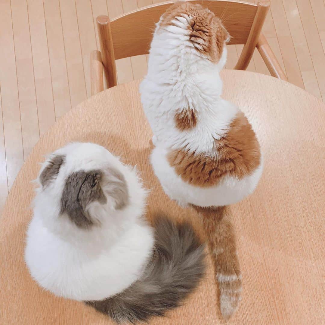 のんたのインスタグラム：「仲良しのんぱん💗 ふたりがいるのはテーブルの上ですが😅 かわいいのでヨシとします それにしてもぱんちゃん雪だるまみたい⛄️ 動画も撮ったので編集して載せてみますね！ ・ #scottishfold #catstagram_japan #catsofinstagram #cats_of_instagram#catoftheday #ilovemycat #bestmeow #catlover #cutecat #kittensofinstagram #cute #スコティッシュフォールド#brotherandsister」