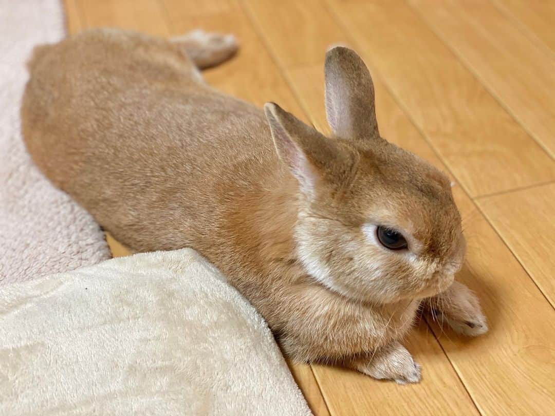 ラン?さんのインスタグラム写真 - (ラン?Instagram)「off のランさん… (_*˘꒳˘*)_ｽﾔｧ…zzZ💕 ☆ 寝る子は育つ☺️ ☆ おやすみなさい✩.*˚ ☆  #うさぎ #ネザーランドドワーフ #rabbit #bunny #bunnystagram  #rabbitstagram  #cute  #かわいい #ふわもこ部  #もふもふ  #zip写真部  #アニマル写真部 #instagramjapan #netherlanddwarf #うさぎと暮らす  #うさぎのいる暮らし #癒し #kawaii #ランちゃん  2020.05.08」5月8日 23時37分 - mofumofuusako