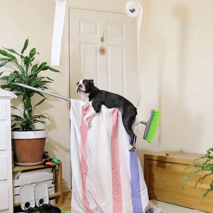 DogsOf Instagramのインスタグラム：「STORY TAKEOVER! “Quarantine day one million: I’ve become a wizard” writes @tobythegentleman // Be sure to tap our Stories to see some fun tips and tricks of surviving quarantine from Toby!」