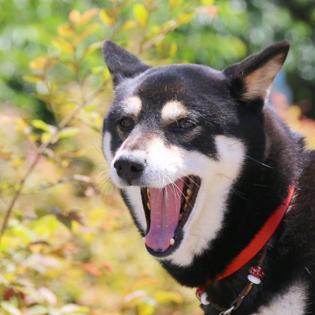vo_coのインスタグラム：「🐾 聞いてー！ うちの飼い主、手の洗い過ぎとアルコールで元々指がカサカサしてるのが加速して、スーパーのポリ袋はもちろんのこと、あたしのう〇ち袋のビニールも開けられない！と嘆いてるわんよ！ おしっこ洗浄ペットボトルの水で毎回指を湿らせてるの、健気だわんね… * #あと古い機種の指紋認証も反応しない #新しいiPhoneSEはさすがの反応 #マスク生活でのフェイスIDのイライラから解放された #shibastagram #instashiba #shiba #shibainu #黒柴 #柴犬」
