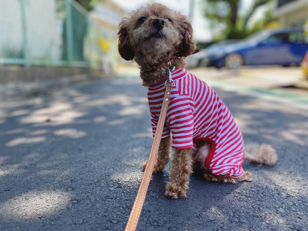 石川龍のインスタグラム：「職場のネットワークに接続しないといけない訳あって、1ヶ月ぶりに出社した日。 #まめきち #トイプードル #といぷーどる女の子  #toypoodle  #toyphotography  #toypoodlegram」