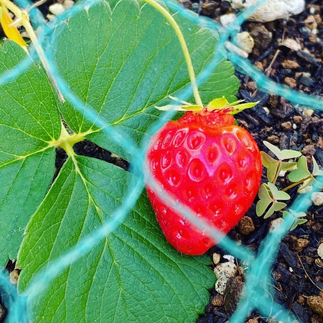 山根良顕さんのインスタグラム写真 - (山根良顕Instagram)「strawberry 日々癒される❤️」5月9日 1時02分 - ungirls_yamane