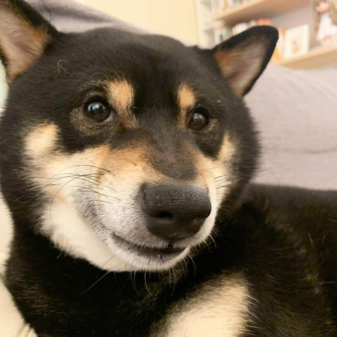 ?Fricko the Shiba Inu?のインスタグラム：「😤it’s have been almost 2 months, humom is still addicted to #AnimalCrossing and have done a lazy job of handling our instagram 😤Maybe we should fire her due to her unprofessional behavior 😤 (what’s your turnip price ?) 🐾 🐾 🐾 🐾 #Keaton #🐶 #shiba #shibainu #dog #柴犬 #黒柴 #子犬 #shibalovers #shibaholics #dogoftheday #dogslife #weeklyfluff  #dogstagram  #dogscorner #shibapuppy #puppiesofinstagram」