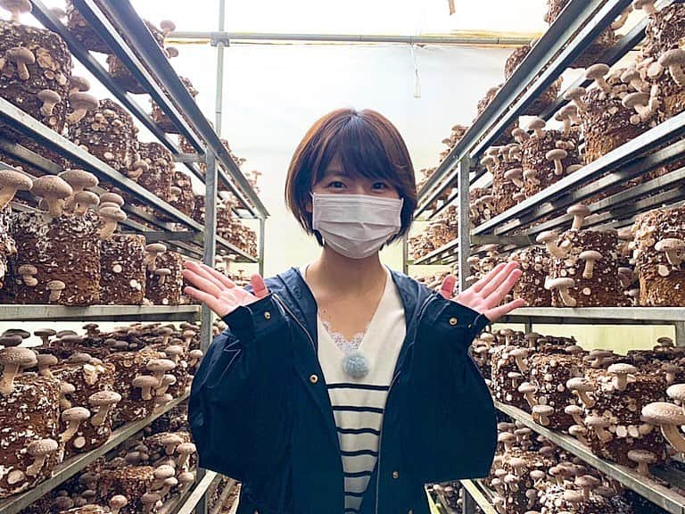 稲富菜穂さんのインスタグラム写真 - (稲富菜穂Instagram)「今日のお昼12時から、 KBS京都「夢追人」放送されますっ📺. . 滋賀編では椎茸を、 京都編ではネギを育てる夢追人さんに お話を聞かせて頂きましたっ🙇‍♂️✨. . どちらも素敵なお話ばかりで、 椎茸もネギも美味しくて😭💕. . ロケ終わりに買わせていただきペロリと頂きました😋✨. . おうちじかんのお供に是非🥺📺🎶. . #夢追人 #KBS京都 #滋賀 #京都 #しいたけ #椎茸 #ネギ #ねぎ　#葱 #おうちじかん #お家時間 #是非宜しくお願い致します #📺 #🙇‍♂️」5月9日 11時32分 - inatomi74