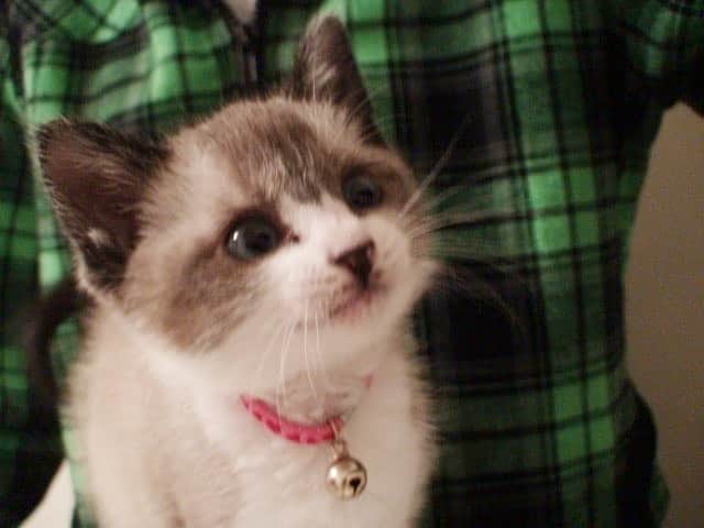 南口奈々のインスタグラム：「. にゃんでみんな そんなに大きいのにゃ？ #ミルスタ #instacat #ネコスタグラム #猫 #ネコ #にゃんこ #cat  #ふわもこ部 #ペコねこ部 #スノーシュー #靴下にゃんこ #おうち時間 #猫のいる暮らし」