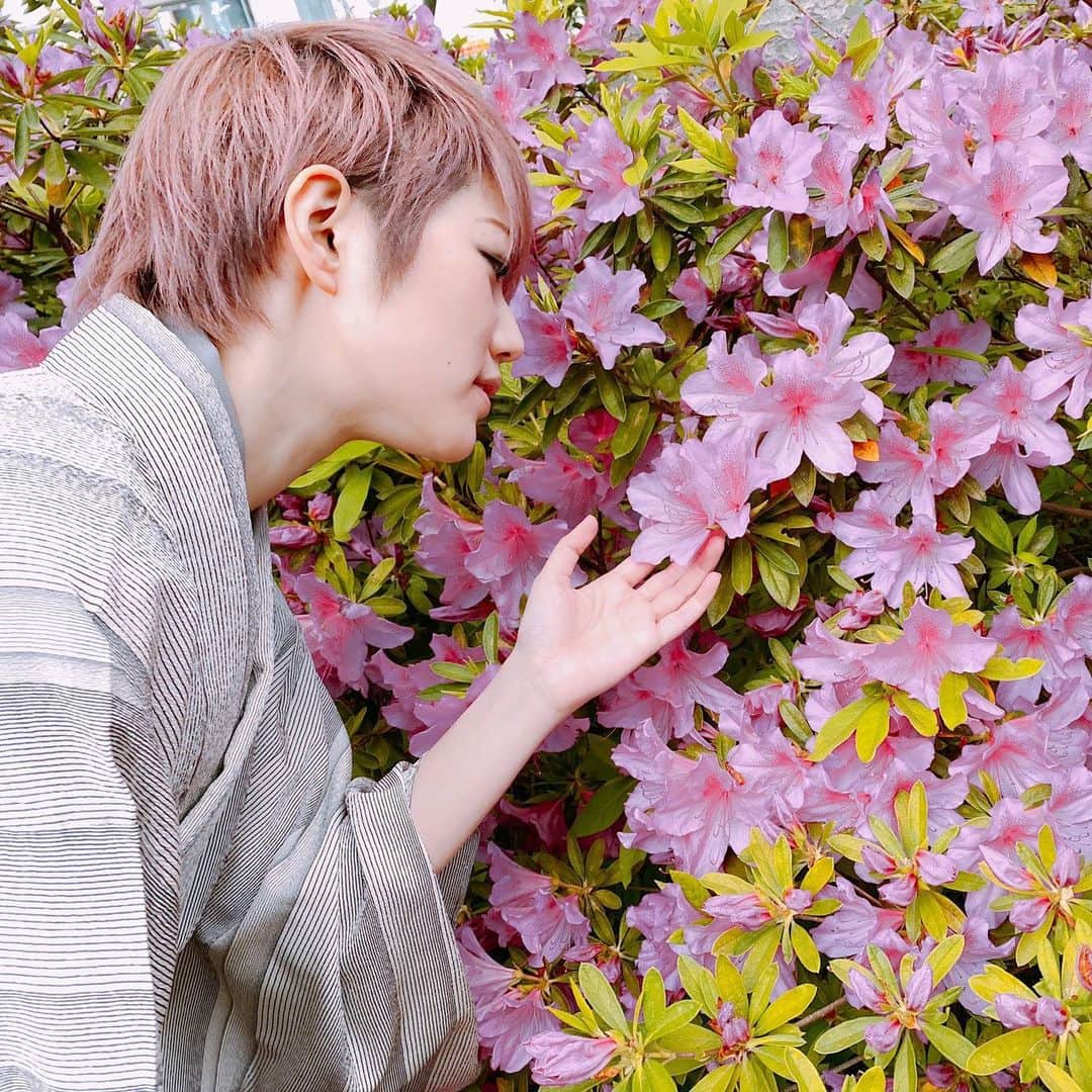 七海ひろきさんのインスタグラム写真 - (七海ひろきInstagram)「☆ この間、久しぶりに着物を着たよーー。 着物を着ると、身も心も引き締まる感じがする。 着流しも袴も、どちらも好き！！ . #着物 #袴 #和服 #和装 #スタイリッシュ川柳 #ツツジ #七海ひろき」5月9日 11時52分 - hirokinanami773