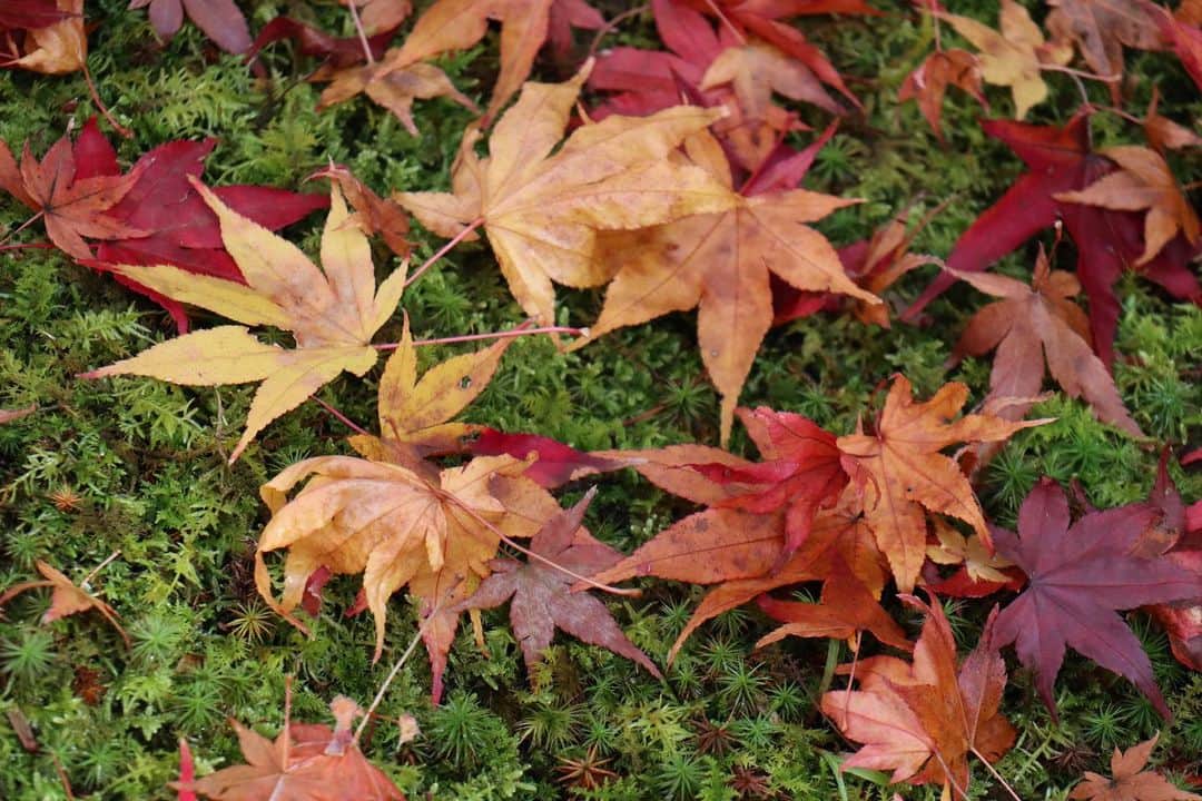 千倉里菜のインスタグラム：「🍁🍁🍁 . . . * . _ #紅葉 #落ち葉 #落ち葉の絨毯 #カメラ」