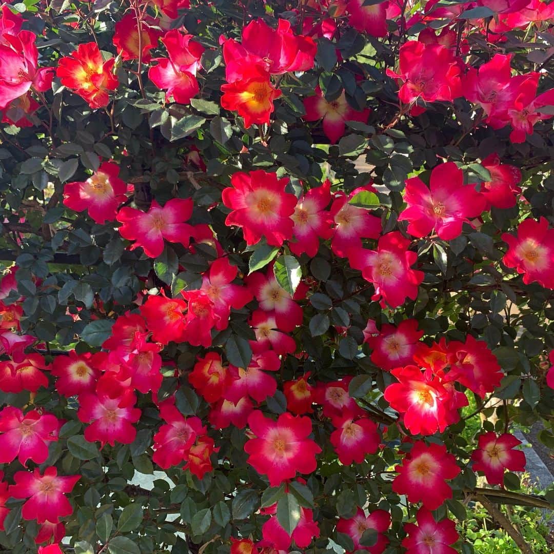 須貝茉彩さんのインスタグラム写真 - (須貝茉彩Instagram)「#カクテル これも薔薇なんですって🌹😳 南国みたいな色ですき。. . #バラ #バラカクテル  #花のち晴れ」5月9日 12時39分 - maaya.gm