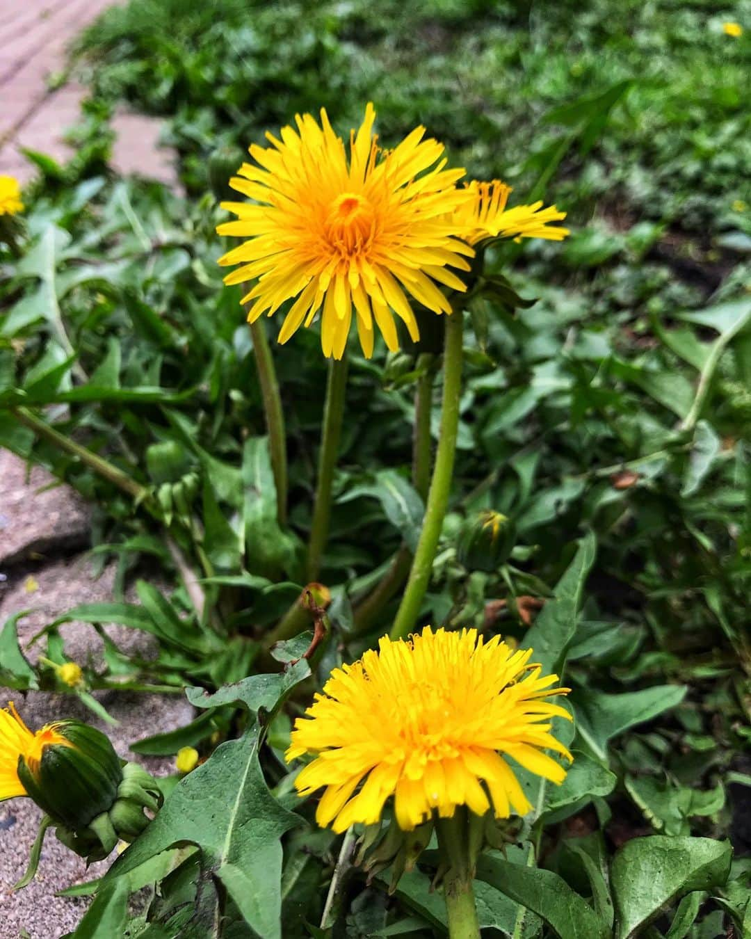 ティファニー・ザホースキさんのインスタグラム写真 - (ティファニー・ザホースキInstagram)「Nature appreciation post 🌿🥰 #quarantinelife」5月9日 5時58分 - tiffytaz