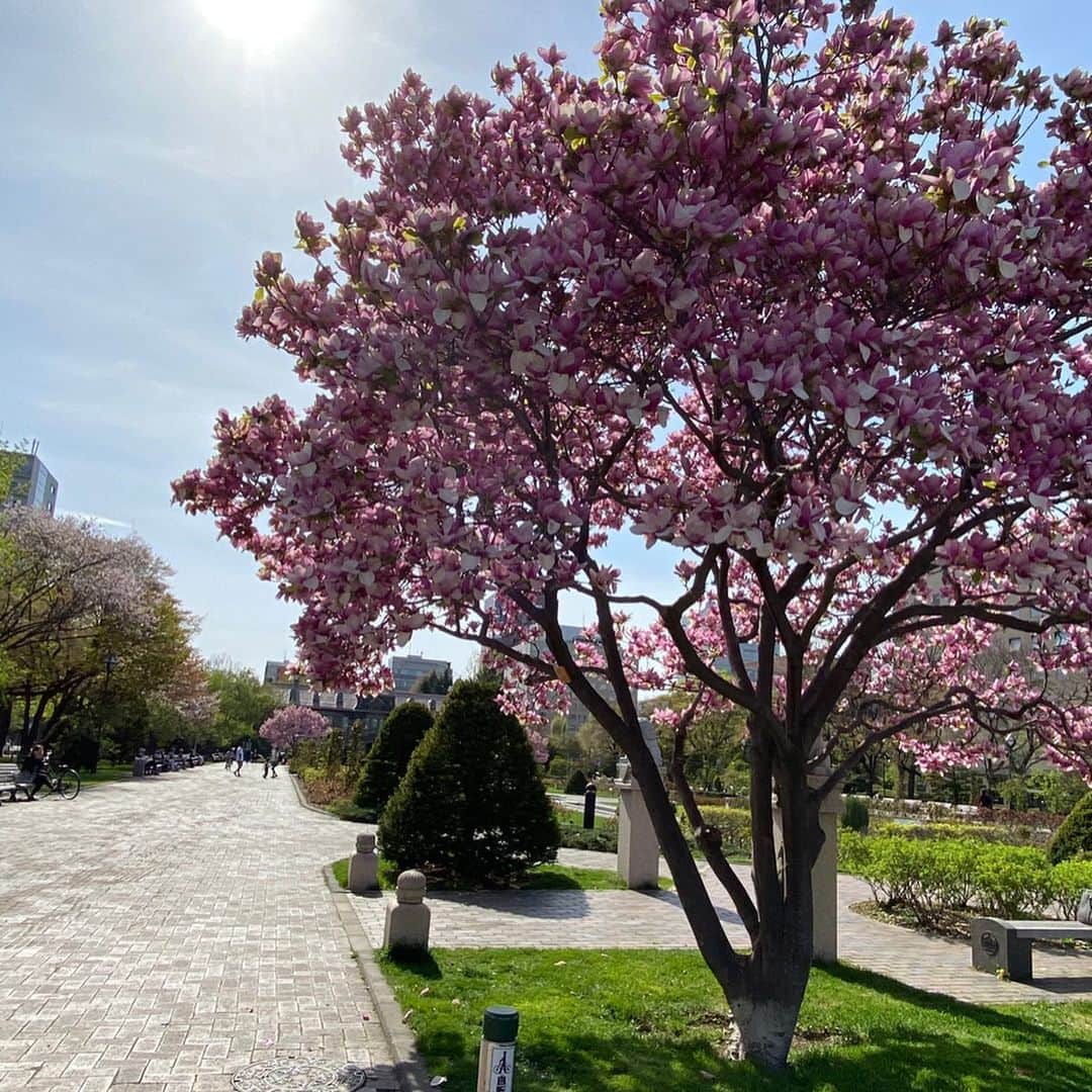 佐藤彩さんのインスタグラム写真 - (佐藤彩Instagram)「昨日は札幌でライラックが開花しましたね😊  どんな感じかなーと、仕事帰りに大通公園をお散歩して帰りました🌷 まだ咲き始めたばかりで蕾だけの木の方が多い印象でしたが、すこーし…あの甘い香りも漂ってきて、この時期らしさを感じます😊  ピンクのモクレンはちょうど見頃で、美しく輝いていましたよー✨  お気に入りのソメイヨシノの木はもう葉桜ですが、太陽の光を浴びて嬉しそう🌸  もうちょっとすると、札幌は八重桜のシーズンになりますね🌸 ピンク色が濃くて豪華で好きですが…どうも頭の中が桜餅になってしまうのは、きっと私だけではないはず。笑🍡  #ライラック #5月8日開花 #ライラック祭りは来年のお楽しみに #大通公園 #遊具で遊べない子どもたち #ベンチに座る人はポツポツ #日向ぼっこに最高な22度 #お花見散歩 #モクレン #見頃 #目を引く美しさ #葉桜も好き #ソメイヨシノ #儚げ #八重桜 #桜餅を連想 #食べたくなる #花より団子 #でも花も好き  #この土日も #stayhome  #おうち時間 #皆さんどのように楽しみますか #昨夜は金城アナのアナ飲みを観ながらビールを飲んで楽しみました #HBC公式youtubeで配信中  #アナウンサーの素顔も見られる？！#私はたまーに登場 #HBC #アナウンサー #佐藤彩」5月9日 7時00分 - hbc_ayasato