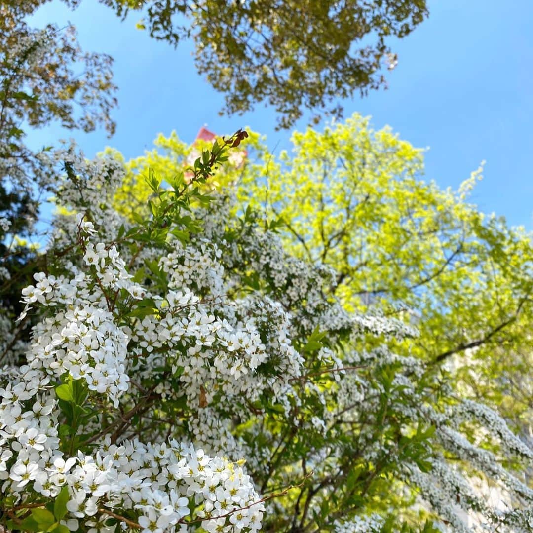 佐藤彩さんのインスタグラム写真 - (佐藤彩Instagram)「昨日は札幌でライラックが開花しましたね😊  どんな感じかなーと、仕事帰りに大通公園をお散歩して帰りました🌷 まだ咲き始めたばかりで蕾だけの木の方が多い印象でしたが、すこーし…あの甘い香りも漂ってきて、この時期らしさを感じます😊  ピンクのモクレンはちょうど見頃で、美しく輝いていましたよー✨  お気に入りのソメイヨシノの木はもう葉桜ですが、太陽の光を浴びて嬉しそう🌸  もうちょっとすると、札幌は八重桜のシーズンになりますね🌸 ピンク色が濃くて豪華で好きですが…どうも頭の中が桜餅になってしまうのは、きっと私だけではないはず。笑🍡  #ライラック #5月8日開花 #ライラック祭りは来年のお楽しみに #大通公園 #遊具で遊べない子どもたち #ベンチに座る人はポツポツ #日向ぼっこに最高な22度 #お花見散歩 #モクレン #見頃 #目を引く美しさ #葉桜も好き #ソメイヨシノ #儚げ #八重桜 #桜餅を連想 #食べたくなる #花より団子 #でも花も好き  #この土日も #stayhome  #おうち時間 #皆さんどのように楽しみますか #昨夜は金城アナのアナ飲みを観ながらビールを飲んで楽しみました #HBC公式youtubeで配信中  #アナウンサーの素顔も見られる？！#私はたまーに登場 #HBC #アナウンサー #佐藤彩」5月9日 7時00分 - hbc_ayasato