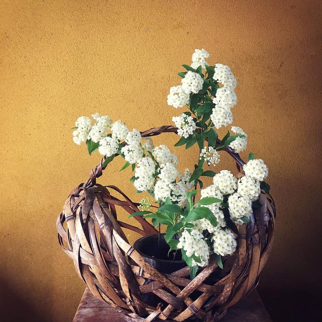 ecruのインスタグラム：「2020/05/09 (sat) 母がしているように、慌ただしい毎日の中でも、お花を生けることは欠かせません。 ・ お弁当を買いに行った産直で売っていた小手鞠。 2週間前、実家の玄関に生けたものです。 まだ元気に咲いていました。 可愛くて大好きなお花です。 ・ #flower #花のある暮らし #実家の玄関 #かご #産直の花  #新鮮でしかも150円！」