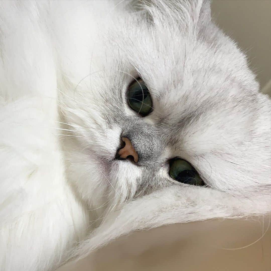 河西美希さんのインスタグラム写真 - (河西美希Instagram)「ずっとついてきたり、そばにいてくれるの愛しすぎ  #ペルシャ猫 #チンチラシルバー #ねこすたぐらむ #ねこさん #ふぉーさん #CAT #ネッコ」5月9日 13時03分 - mikipon1111