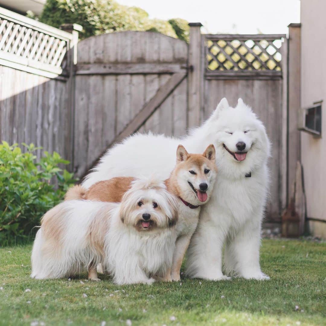 Loki the Corgiさんのインスタグラム写真 - (Loki the CorgiInstagram)「Our foster dog, Yoshi, got adopted this week! He was adopted by a retired couple, so we’re very happy that he found a home that can give him all the love and attention he deserves. They even decided to keep the name we gave him, which means a lot to us 😭 We fostered Yoshi for nearly 2 months, so we already miss him so much. Saying goodbye to our foster dogs is never easy, but it does help when we know they’ve found the perfect home. Bear and Momo will definitely miss having him around, but they’ve got each other, so they’ll be fine! 👍 Good luck with everything, Yoshi! We love you ❤️」5月9日 8時39分 - lokistagram