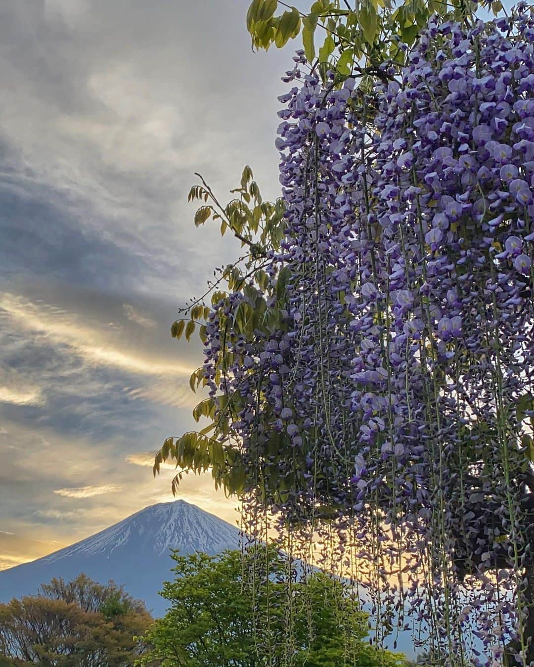 phantastic420のインスタグラム：「. 🤩🤩“Shizuoka” prefecture in Japan is a place where you can see the most “phantastic” Mt. Fuji🗻 in the world.🤩 #富士山 #mtfuji #japan #shizuoka #fujinomiya  #宮すた #miyasta @fujinomiyacity  #phantastic420photography #mostphantasticmtfuji #selamatpagi  #goodmorning  #おはようございます 😇😇😷😇😷😇😇🗻😇😇😷😇」