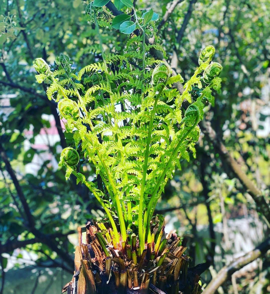 伊藤直樹さんのインスタグラム写真 - (伊藤直樹Instagram)「いちばんお気に入りの ディクソニアアンタルクティカ  毎日、生長点に水をやると2週間でこんなに葉が出てきます。葉は1枚の長さが1メートル以上にもなります。  #australianplants  #dicksoniaantarctica」5月9日 8時49分 - naokiitoparty