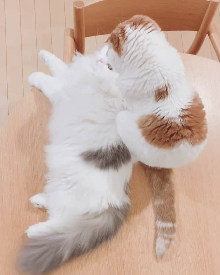 のんたのインスタグラム：「昨日の動画バージョン しっぽゆらゆら、のんちゃんに甘えるぱんちゃんです😍 ・ #scottishfold #catstagram_japan #catsofinstagram #cats_of_instagram#catoftheday #ilovemycat #bestmeow #catlover #cutecat #kittensofinstagram #cute #スコティッシュフォールド」