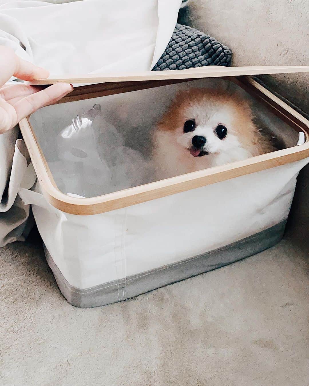 r_oseのインスタグラム：「New nebulizer space🌫🧺🐰〰️」