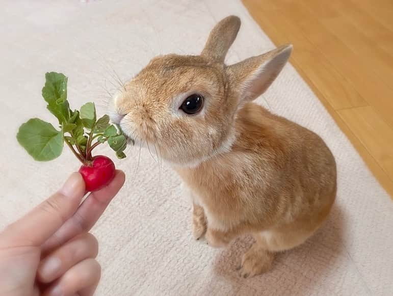 ラン?さんのインスタグラム写真 - (ラン?Instagram)「ラディッシュ💓 もぐもぐ( ^ω^ )♬美味しい♡ ピーターラビットも大好きだよね、ラディッシュ♡ ☆ 今日もなんだか肌寒いなぁ～(∪*´ω`*∪) あったかくして過ごそ♡ ☆ #ラディッシュ #もぐもぐ #うさぎ #ネザーランドドワーフ #rabbit #bunny #bunnystagram  #rabbitstagram  #cute  #かわいい #ふわもこ部  #もふもふ  #zip写真部  #アニマル写真部 #instagramjapan #netherlanddwarf #うさぎと暮らす  #うさぎのいる暮らし #癒し #kawaii #ランちゃん  2020.05.09」5月9日 10時30分 - mofumofuusako