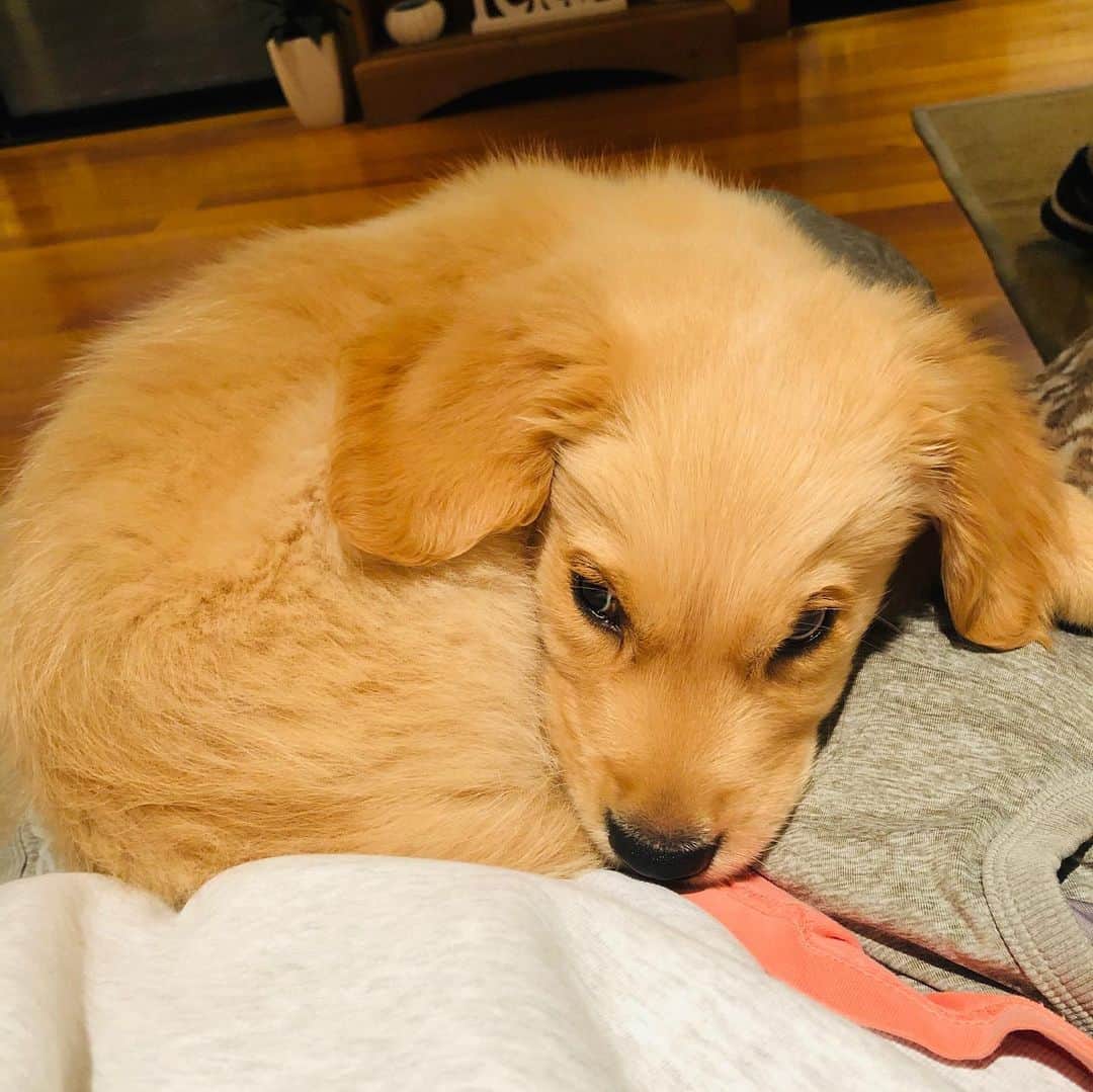 トラビス・マホーニーのインスタグラム：「😍 Might have to steal this bestest boy @bethan_mounfield #sorrynotsorry #goldenretriever」