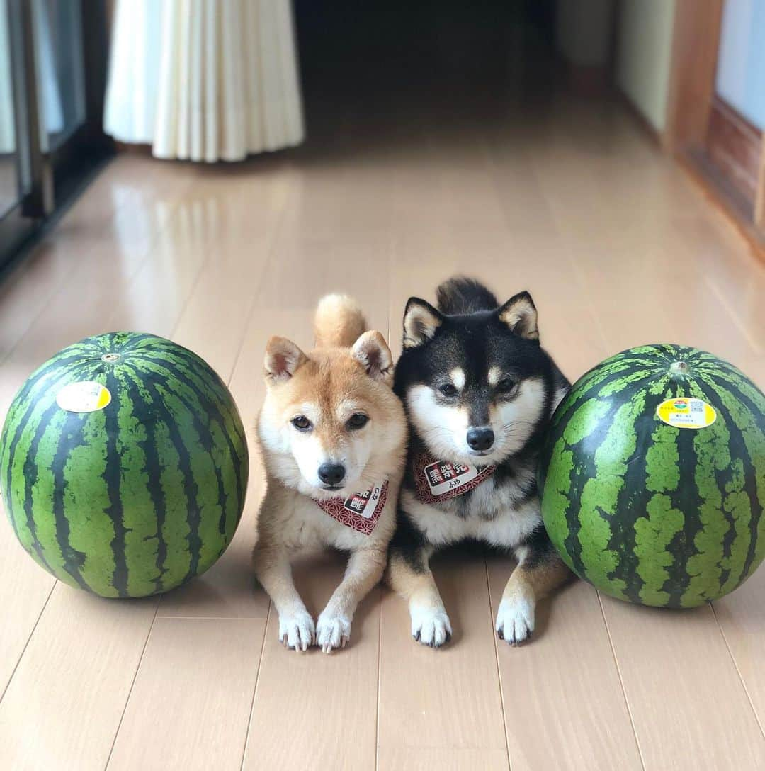 豆柴なつ&ふゆさんのインスタグラム写真 - (豆柴なつ&ふゆInstagram)「We were given a watermelon🍉😆❤️ スイカ貰いました🍉😆❤️ #スイカ#すいか #甘い #熊本県産 #watermelon  #dogsofinstagram  #柴犬#shiba #shibainu #shibastagram #shibamania #sweet#豆柴#癒し #仲良し #pecoいぬ部#doglove #dogstagram #dogoftheday #かわいい#instashiba #🐕📷 #ふわもこ部#love#犬#シバフル#instacute #柴#proudshibas #cutepets」5月9日 20時43分 - mameshiba.natsuinu56