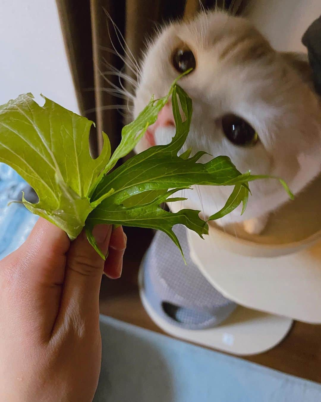 はなぼくろきなこさんのインスタグラム写真 - (はなぼくろきなこInstagram)「ふたりでサラダタイム🥗 鼻シワ〜！ . . . #はなきな #きなちょのおうちのもーにゃん #きなもな #水菜　#鼻シワ  #にゃんこ  #スコティッシュフォールド #猫  #猫のいる暮らし #😻　#みんねこ」5月9日 21時13分 - hanabokurokinako