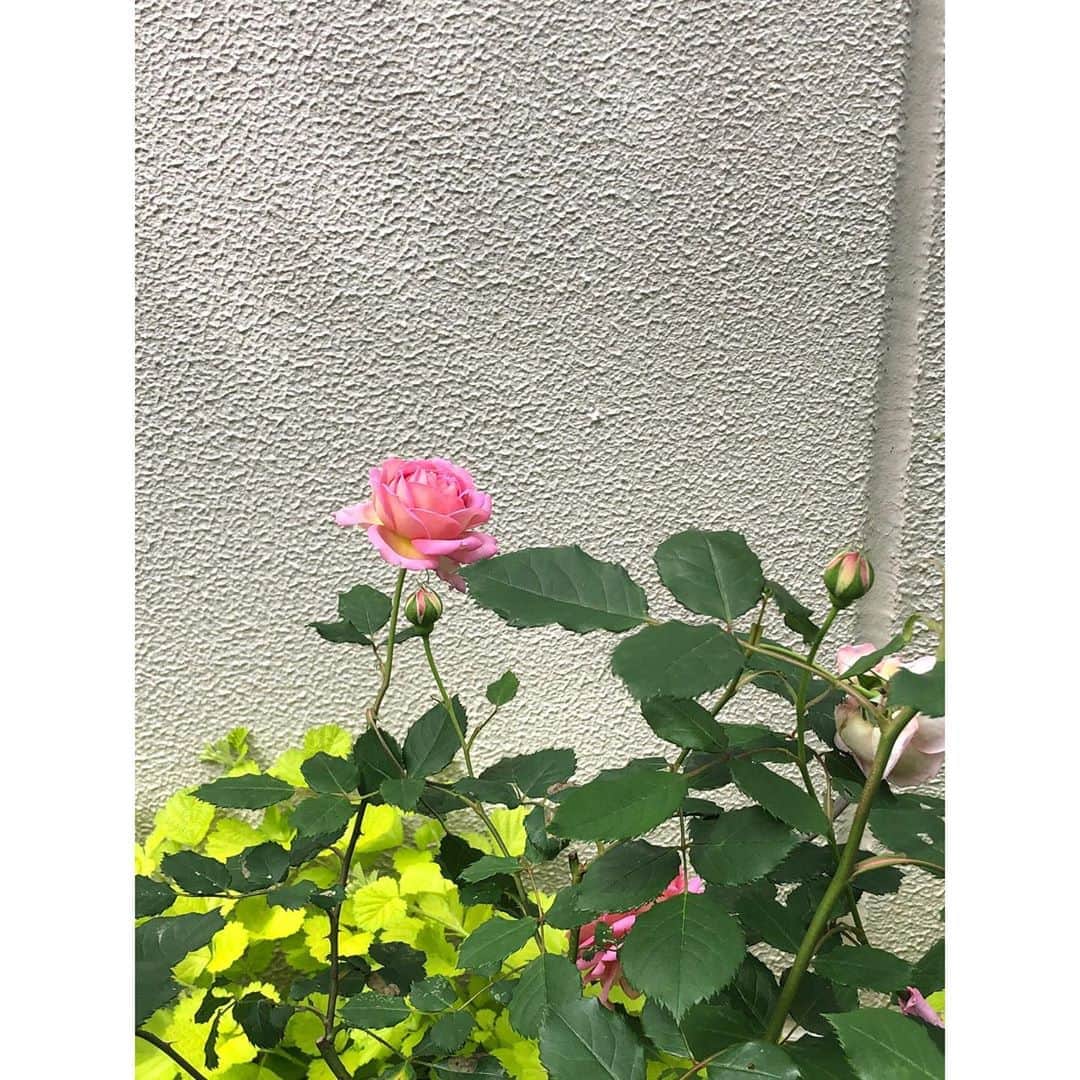 Baekのインスタグラム：「🌹🌹🌹🌹🌹 今日の薔薇〜」