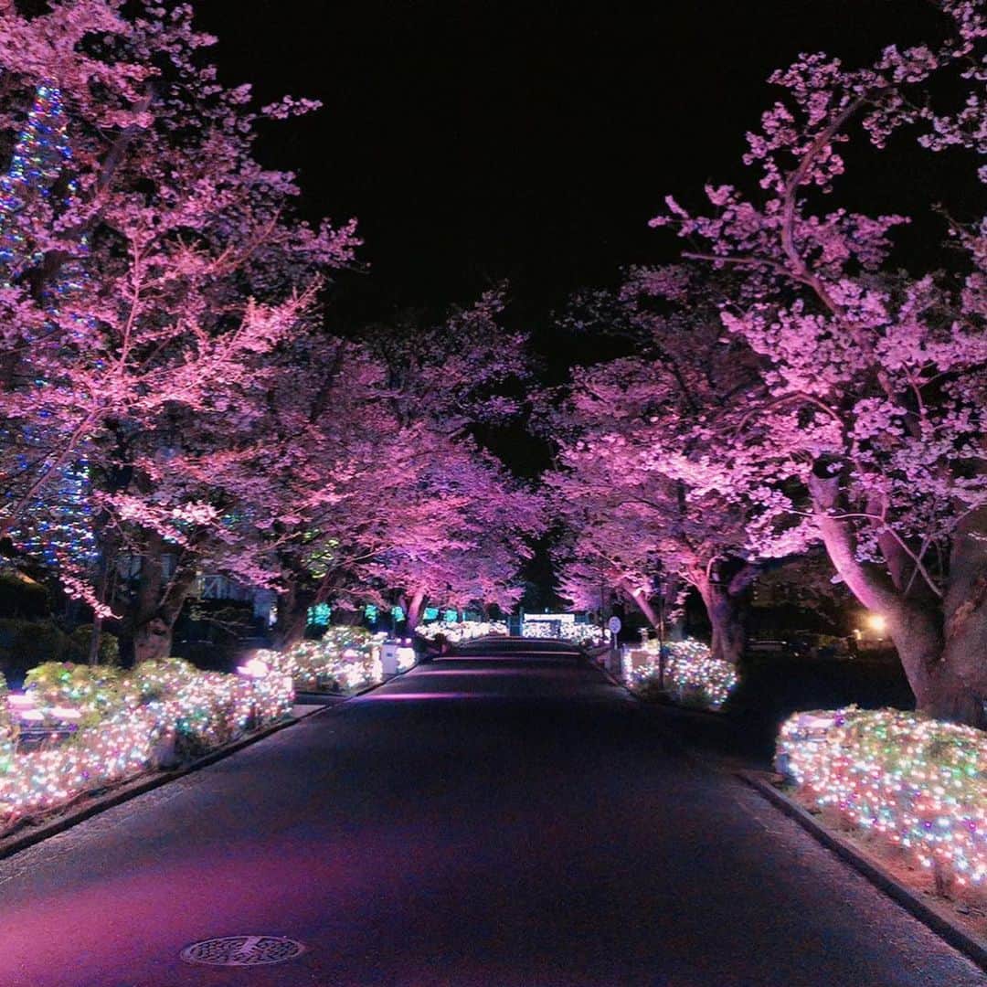 長久梨那さんのインスタグラム写真 - (長久梨那Instagram)「． 外出自粛して1ヶ月💦 寝たきりのおばあちゃんが、退屈よーって言ってたのがどれほどのものだったのか、今考えるとこわくなる。。 おばあちゃん、すごくすごく頑張ったんだね。 去年見た夜桜と、今年見た雪桜🌸 きっと来年はもっと素敵な桜に出会えるよね🌸 #桜 #夜桜 #雪桜 #よみうりランド #イルミネーション #ジュエルミネーション #日本 #春 #日本の春 #景色 #風景 #日本の風景 #外出自粛 #緊急事態宣言 #コロナに負けるな #stayhome #ステイホーム #うちで過ごそう #思い出 #フォトジェニック #インスタ映え #フォローミー #japan #sakura #cherryblossom #flowers #landscape #photography #instapic #followｍe」5月9日 13時15分 - rinanagahisa