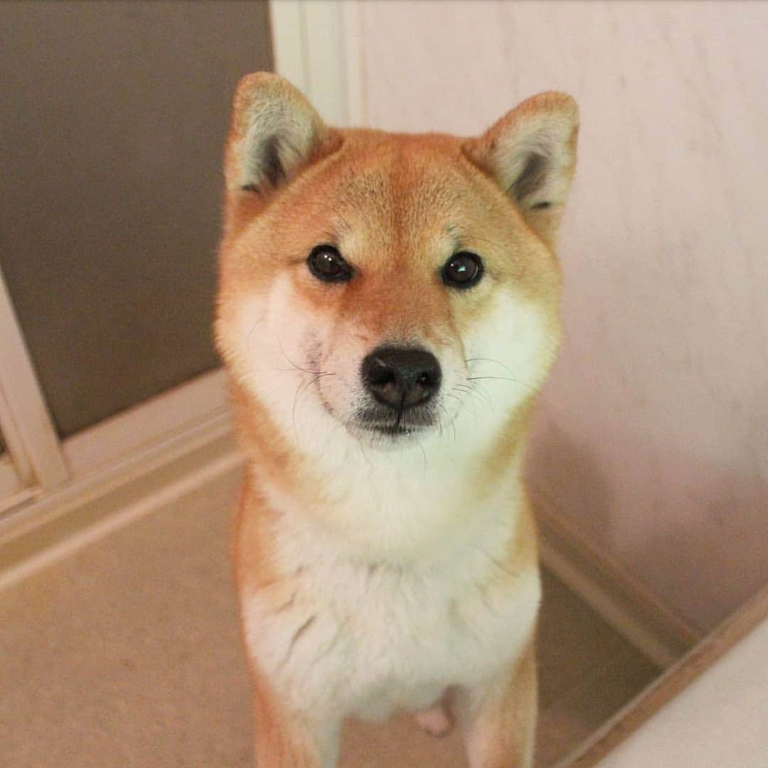 柴犬たま Shibainu Tamaのインスタグラム