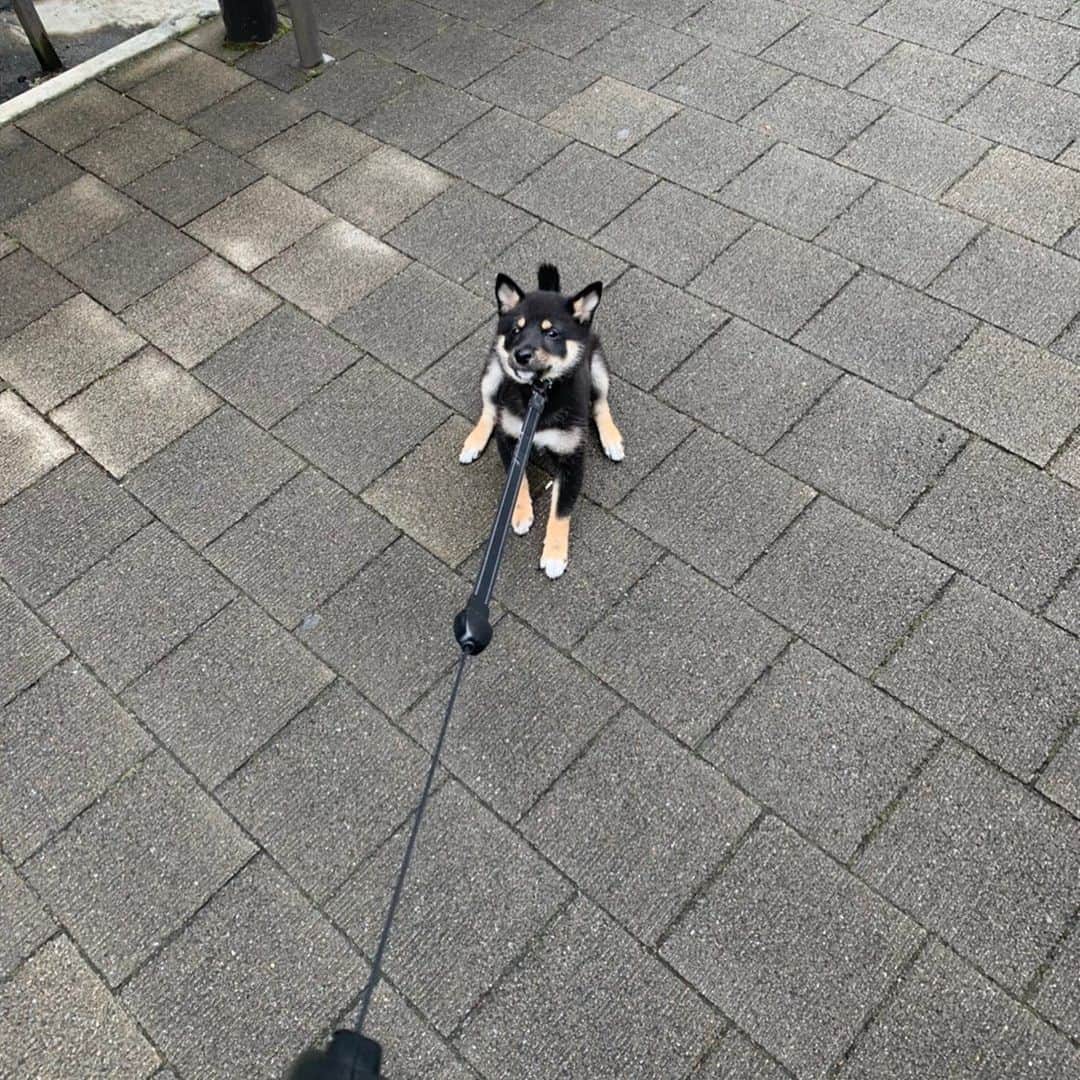環奈（長沢菜々香の飼い犬）のインスタグラム：「いやいや環奈 . .  #豆柴#柴犬#日本犬#黒柴#黒豆柴#まめしば#しばいぬ#しば#しばすたぐらむ #こいぬ #柴  #ここ柴部#柴子犬 #shibalove #mameshiba #kuroshiba #shibainu #shiba #shibadog #shibastagram #shibastyle#なーこ#長沢菜々香」