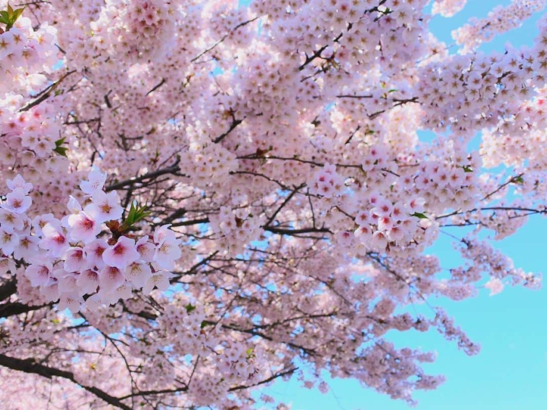 のインスタグラム：「. カメラで桜の写真撮ってきたよ🌸 #桜 #さくら #cherryblossom #instagood #instalike #北海道 #彩永あいり #さやながあいり」