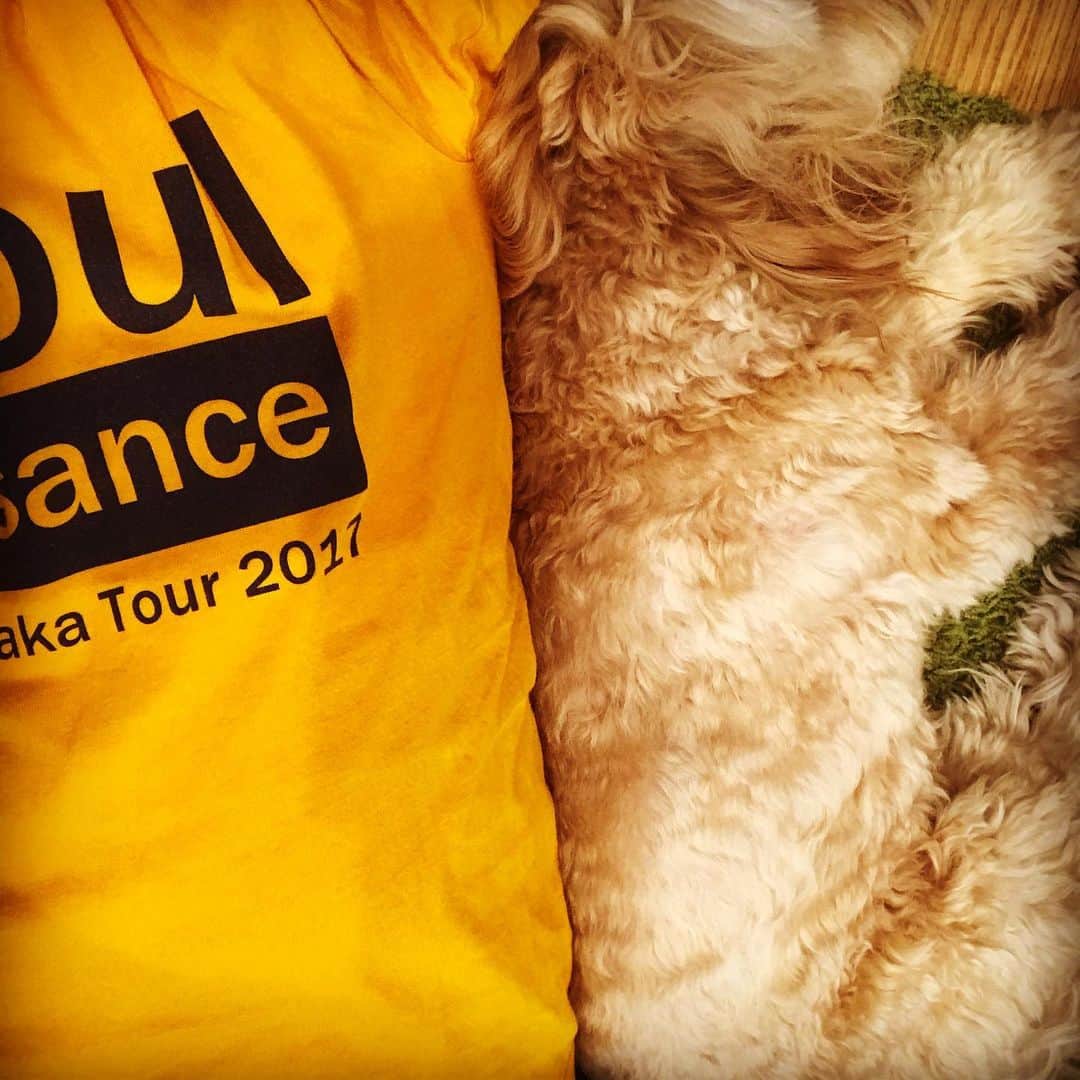 北山陽一のインスタグラム：「寝そべったらなんかぴったりしてきた。#きたやまおかき」